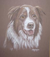 bracken - brown and white collie