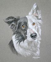 border collie_ meg