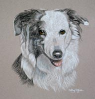 border collie portrait - Sweep