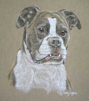 sampson - boxer dog portrait