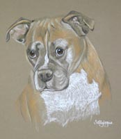 boxer dog portrait - amber