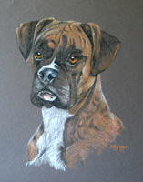 boxer dog portrait - Duke
