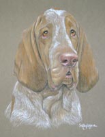 bracco italiano portrait - Lucy