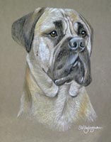 bull mastiff - Buddy