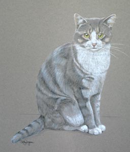 full body cat portrait - Barney