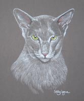 oriental lilac cat - Kisha