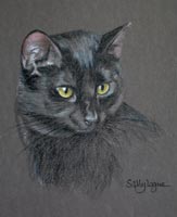 black cat portrait - pip