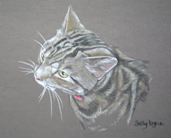 cat portrait - Tigger