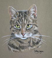 tabby cat portrait of Tinker