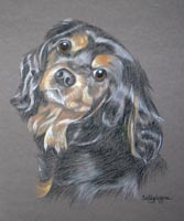 cavalier king charles spaniel - Bramble