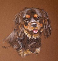 cavalier king charles spaniel - Maggie