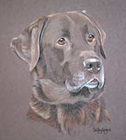 chocolate labrador portrait - Sam