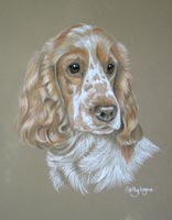 cocker spaniel portrait - Joe