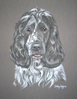 cocker spabniel portrait - Oscar