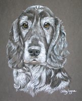 cocker spaniel portrait - Sam