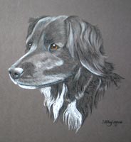 collie - lab cross - Sammy