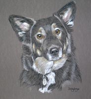 collie cross