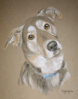 crossbreed portrait -  bond