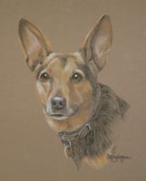 cross breed dog portrait