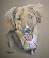 cross breed dog portrait - Henry