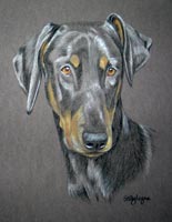 doberman pinscher - Harry