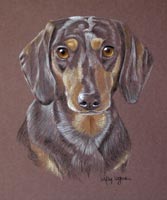 daschund portrait - Dolly