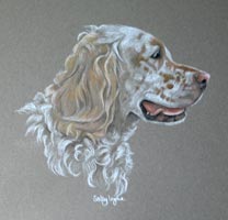 english setter portrait