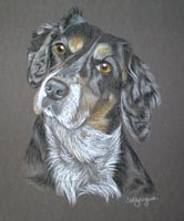 field cocker spaniel - Bonnie - second portrait!