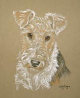 wire fox terrier - Jack