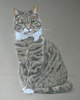 pastel portrait of tabby cat Sandy