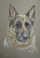 german shepherd portriat - Riranda