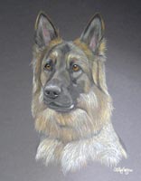 GSD portrait