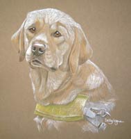 golden labrador guide dog portrait - Giles