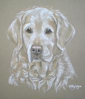 golden retriever portrait - Poppy