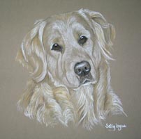 Golden retriever portrait  Hoover 