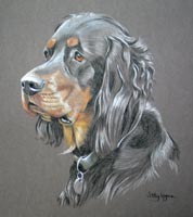 gordon setter portrait - Bea