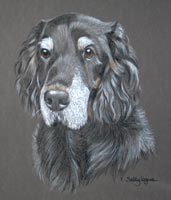 gordon setter portrait - Holly's second portrait