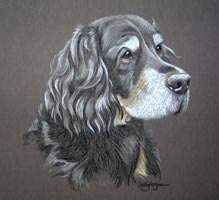 gordon setter portrait - Holly 2