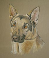 german shepherd dog portrait - Blaze