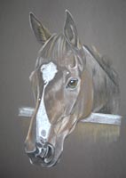 horse portrait - Cammie