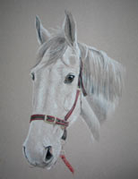 grey horse portrait - Jasper