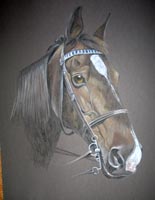 horse portrait - Karitzi