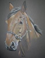 portrait of Sevvie - horse