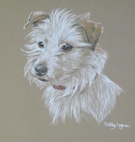 jack russell terrier portrait - Tinker
