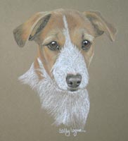 jack russel - sasha