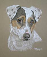 jack russel portrait - Spike