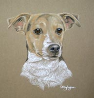 Jack Russell portrait