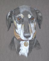 Lurcher Portrait