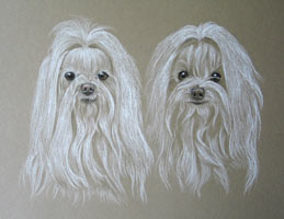 maltese portraits - Jake and Sassi