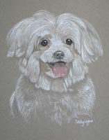 maltese dog portrait  - Jouvert